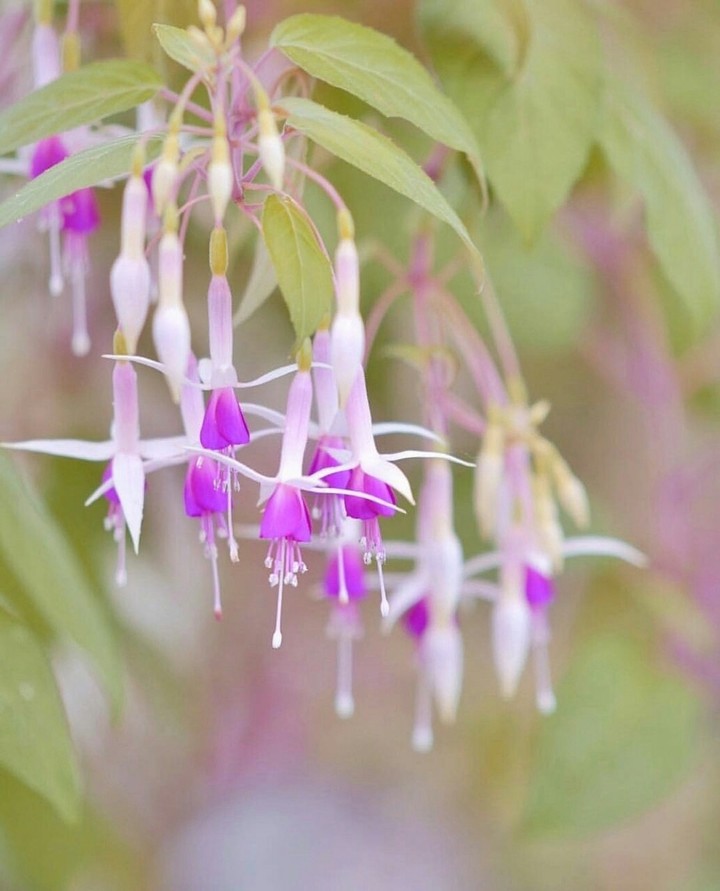 flower of the 