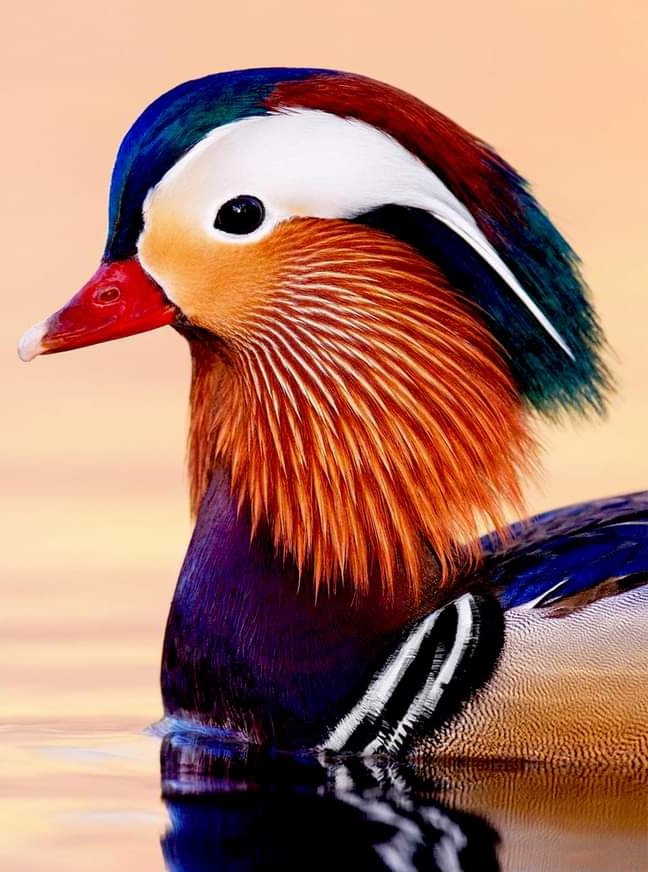 Colorful