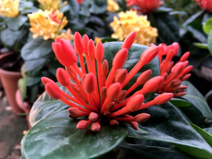 flowers