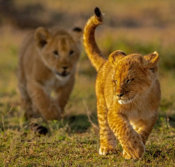 Cub
