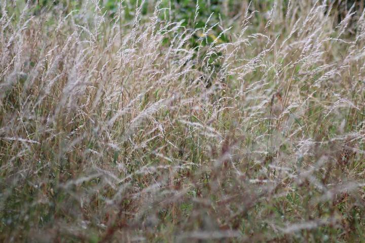 rush of the wind