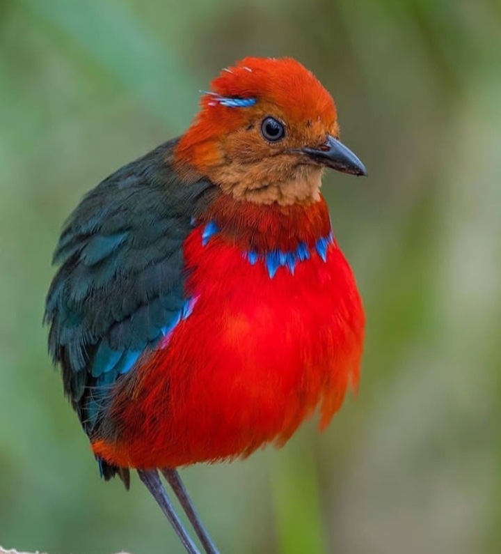 Bird