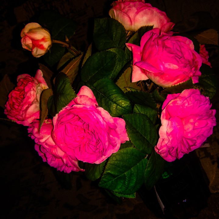 roses