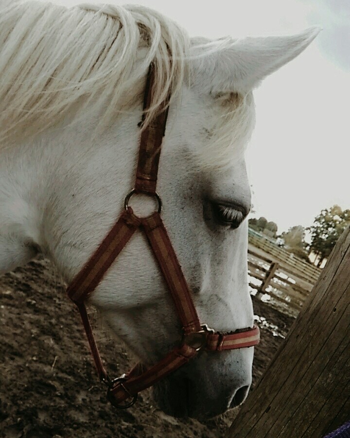 princessa
