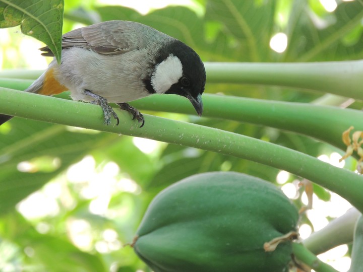 bird focus on fruit