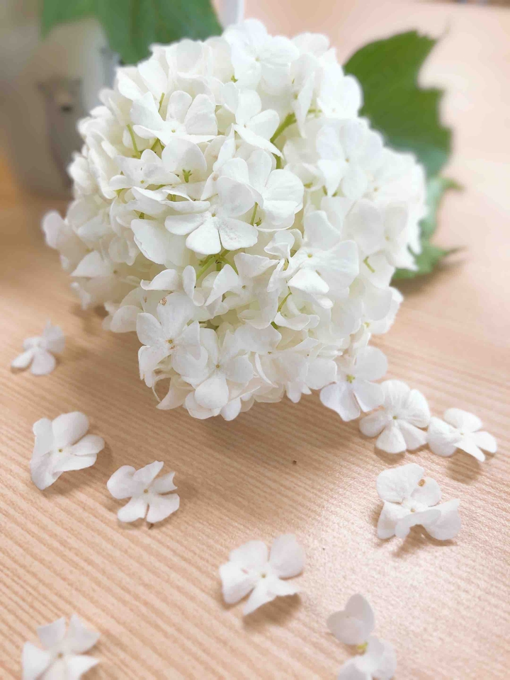 I like Blooming Hydrangea