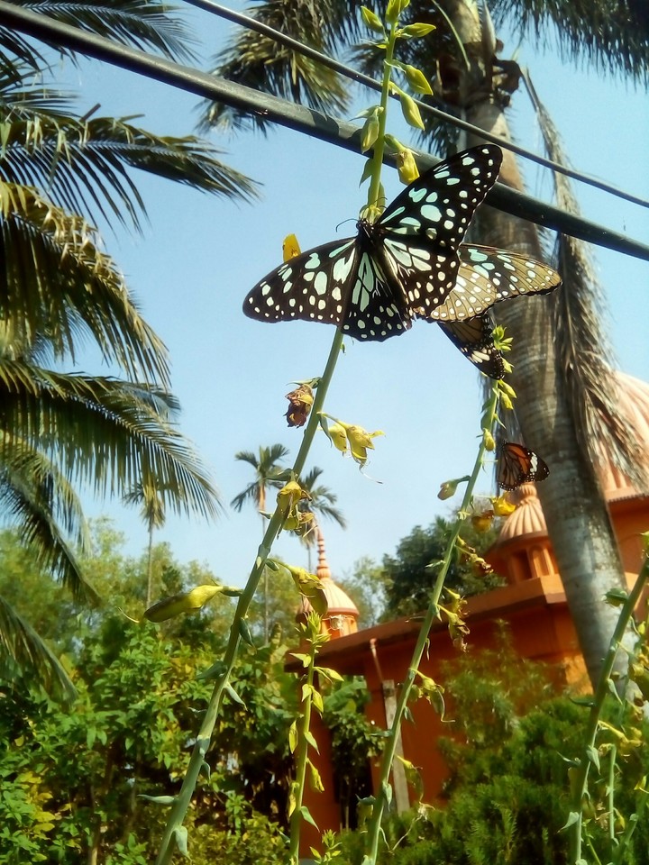 beautiful butterflies