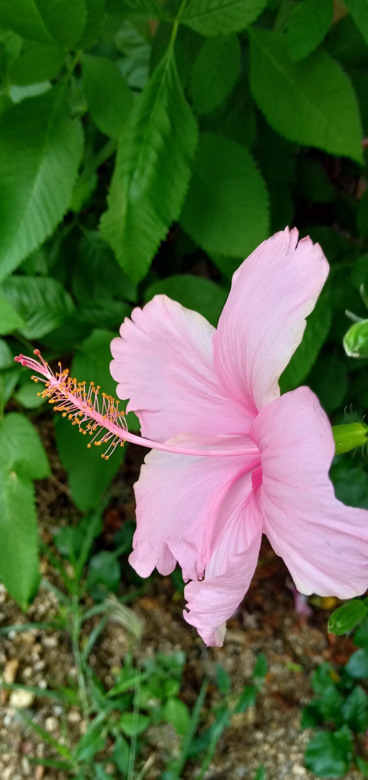hibiscus flower