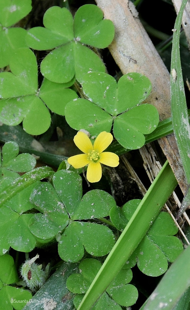 Wild flower