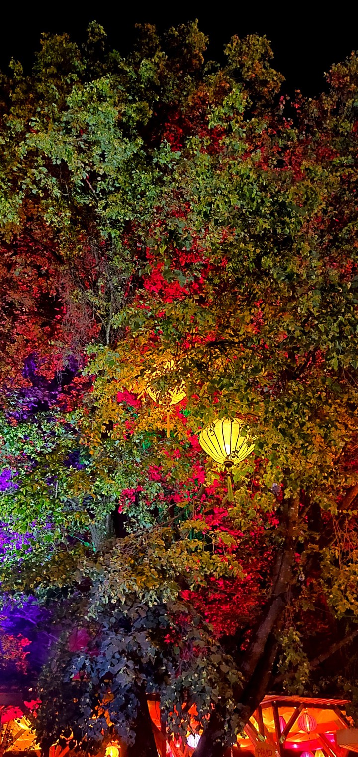 Colourful Trees