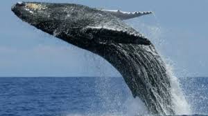 Blue Whale