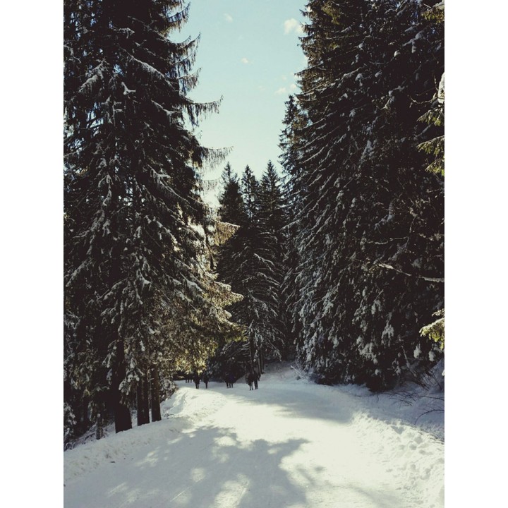 Tree and snow