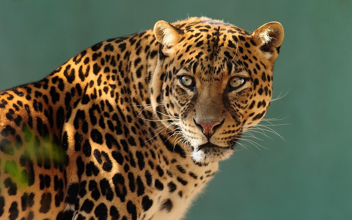 Wild Beauty ♡