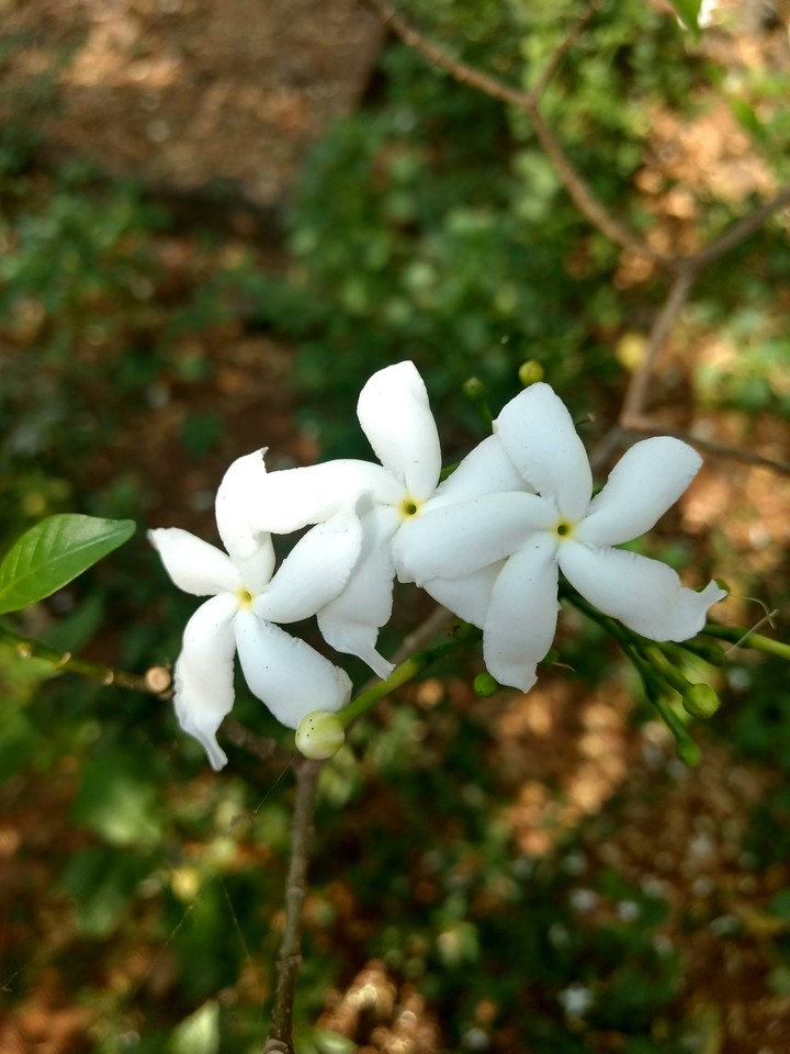 flowers