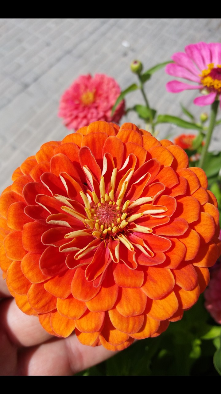 Flower