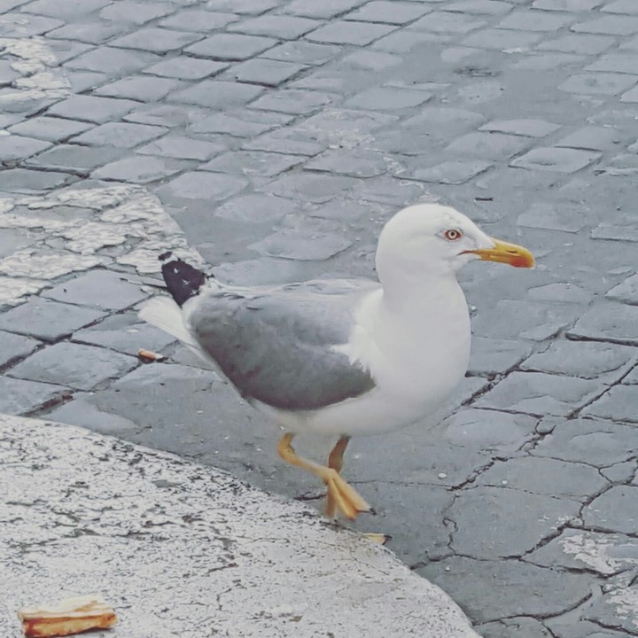 Rome