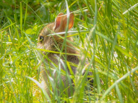 обои plant, rodent
