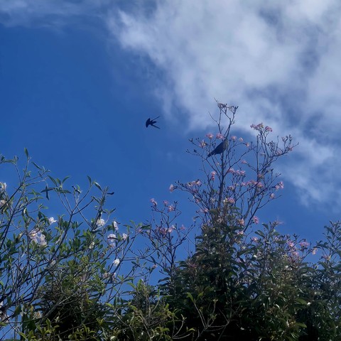 Flores y pajaros .