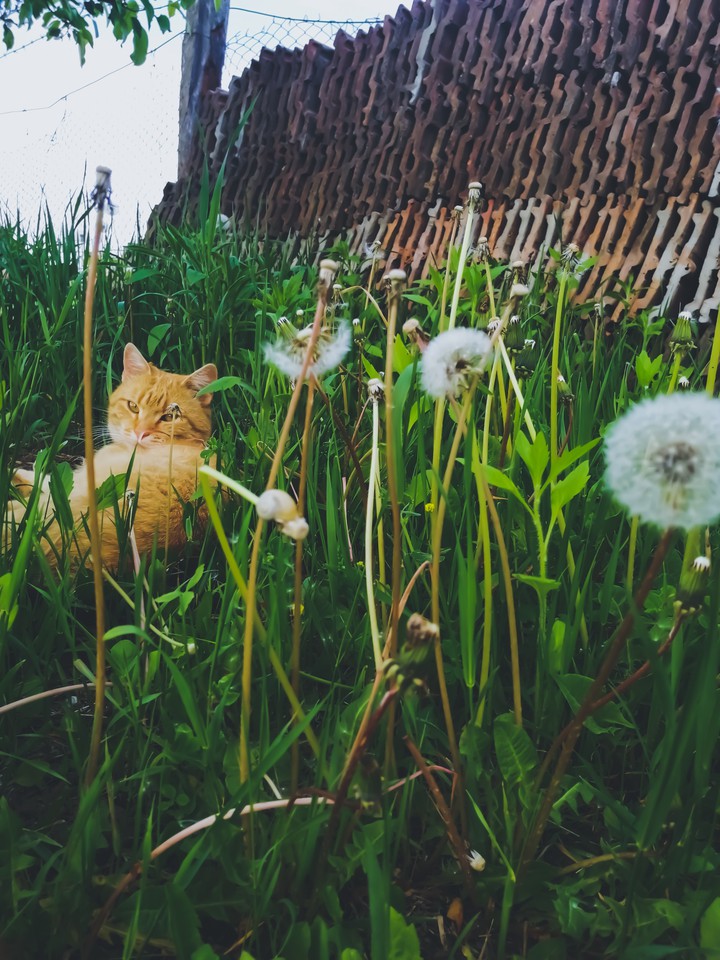 cat And dandelions