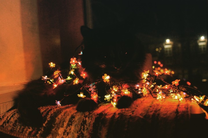 cat