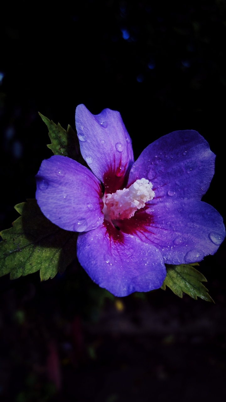 dreaming flower!
