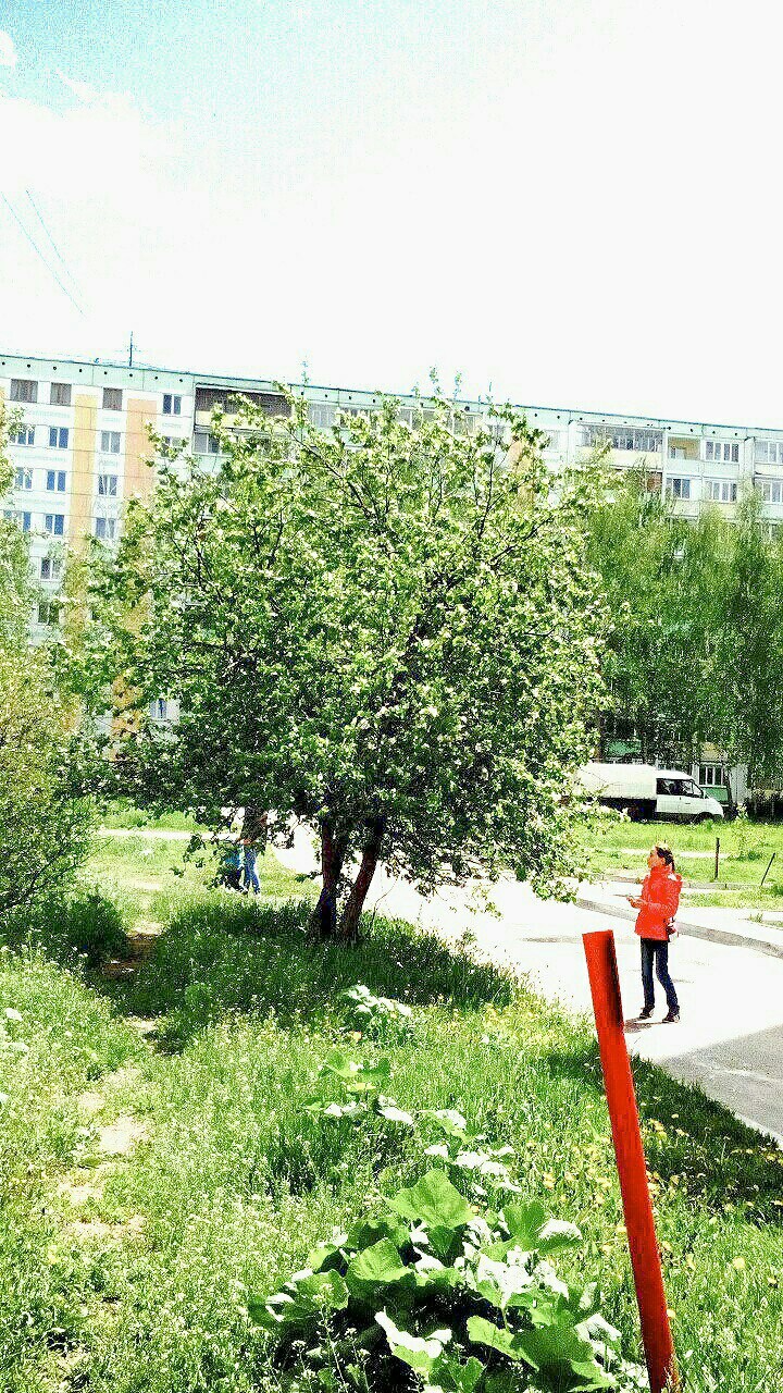 дерево ❤