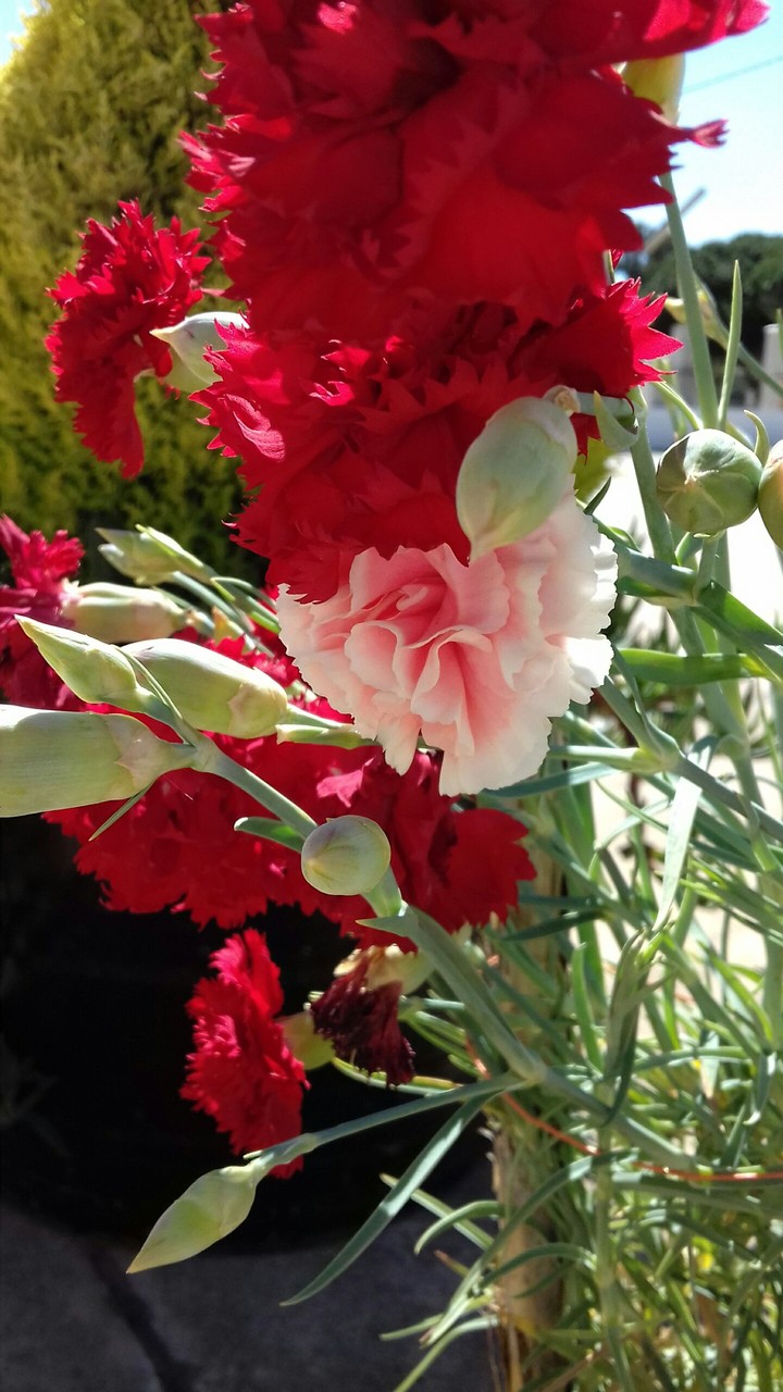 Red and Pink