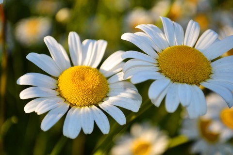 fondos de pantalla Yellow, chamomile