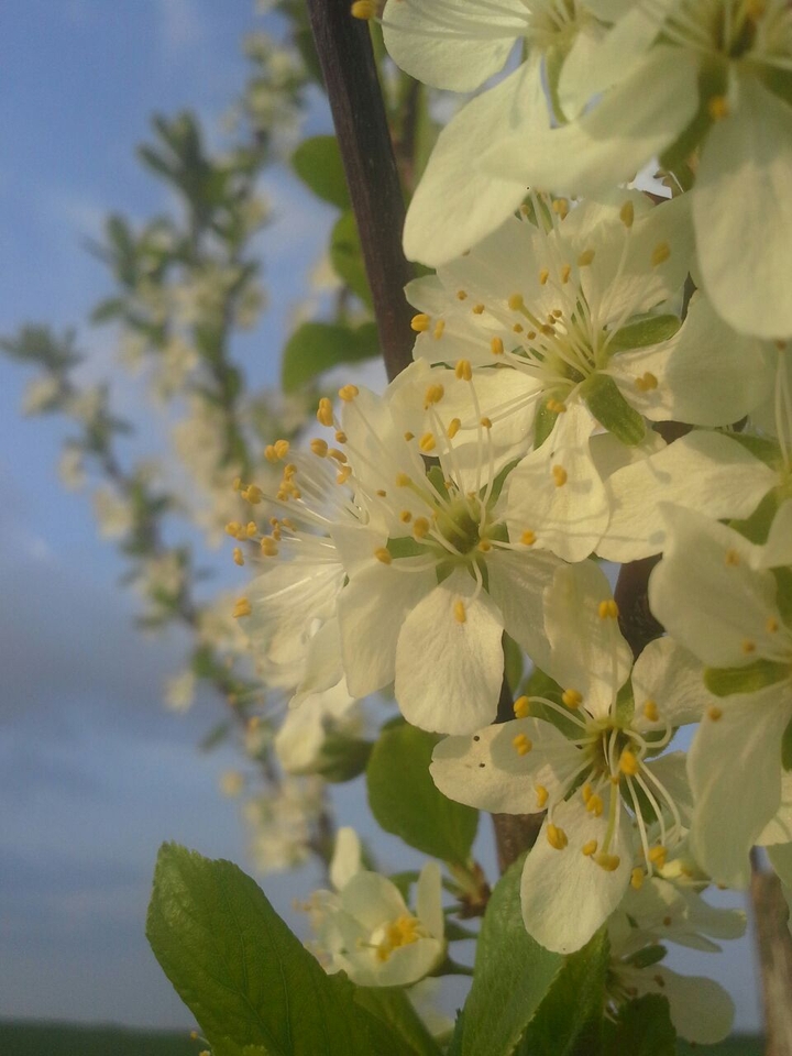 schöne weiße Apfelblüten
