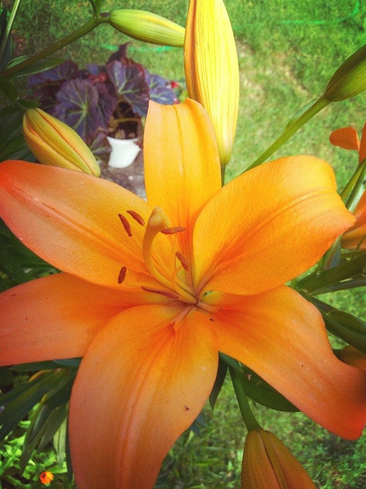 Orange flower
