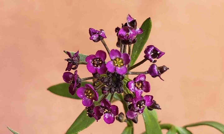 Flores Macro