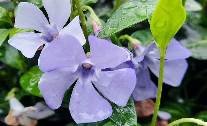 flower
