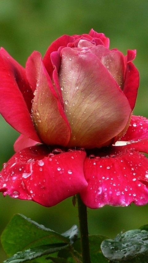 rose