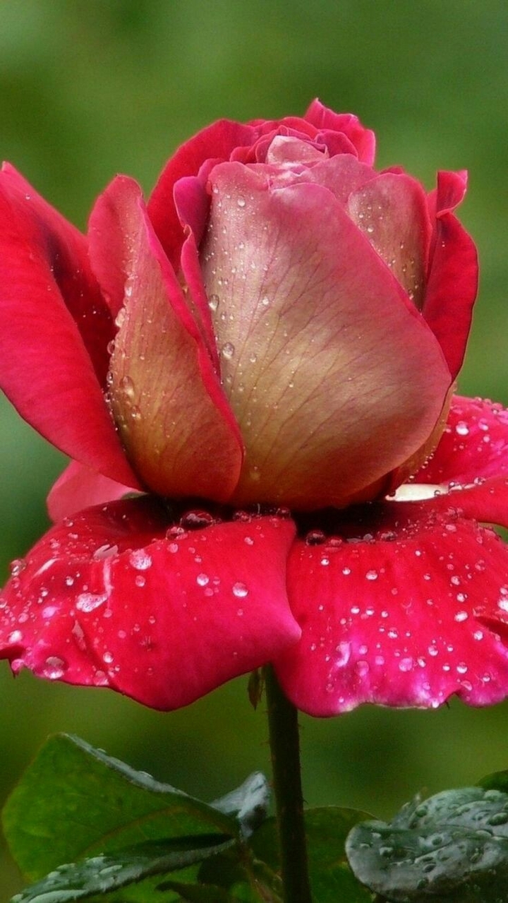 rose