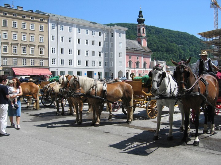 Horse