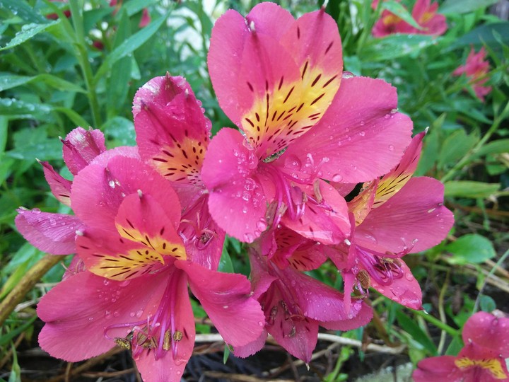 pink flower