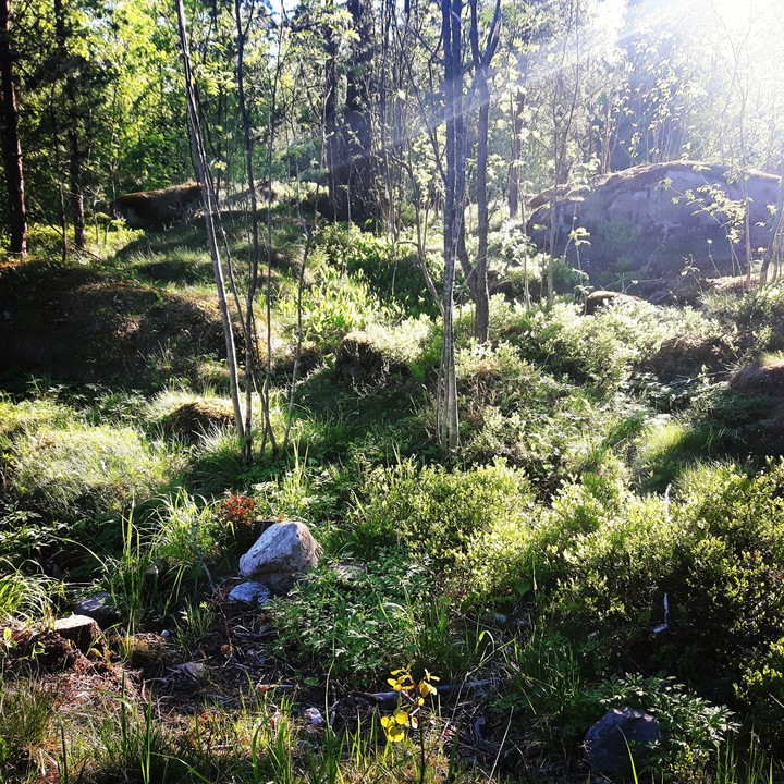 Summer in Finland