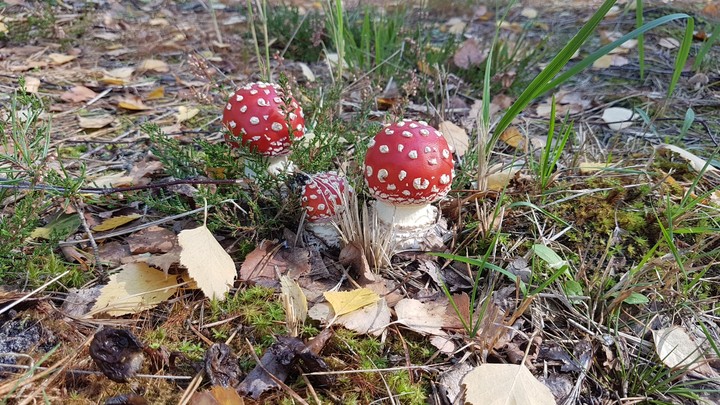 mushrooms