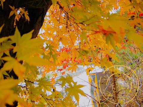 tapety orange, Amber