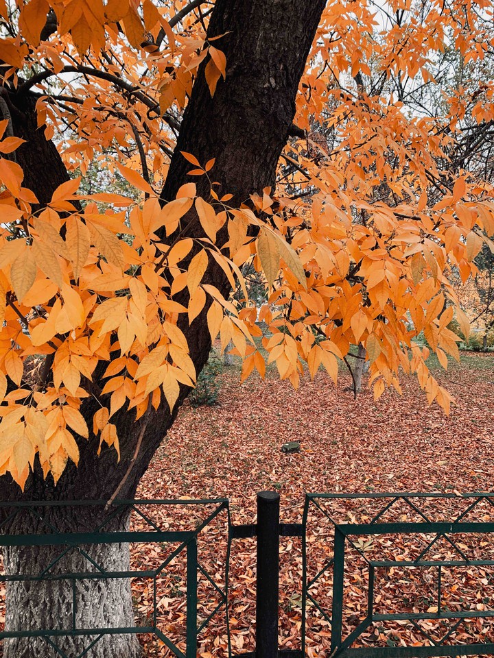 autumn