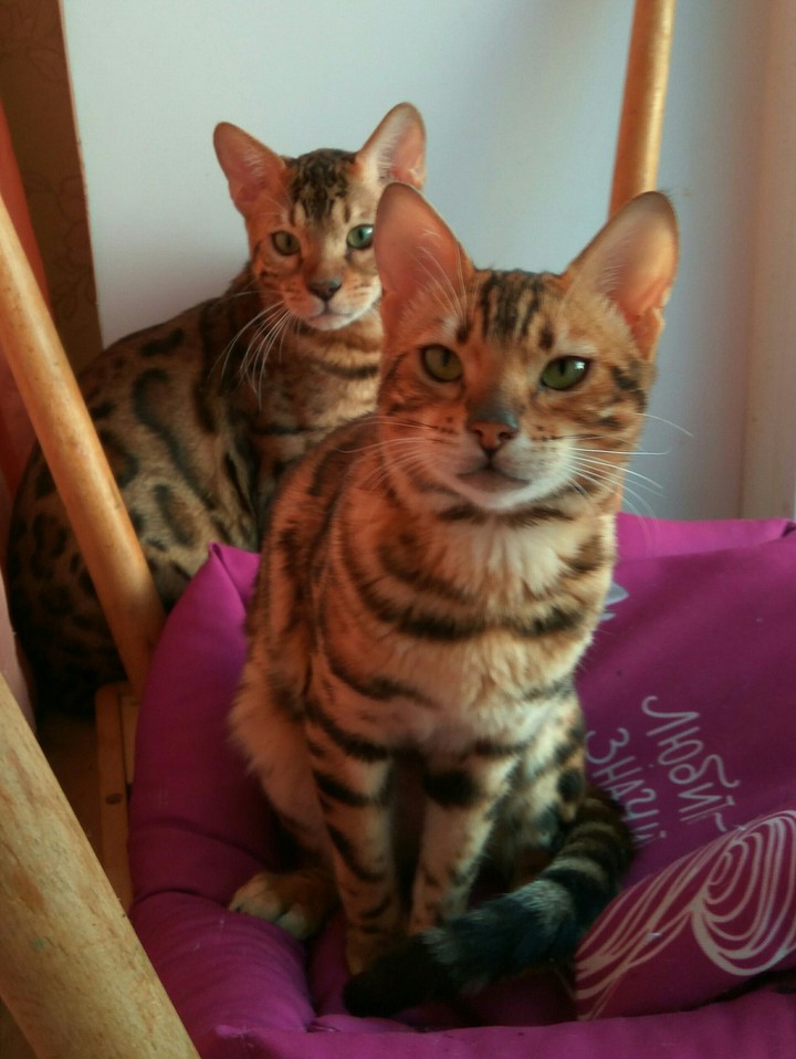 Бенгальский кот