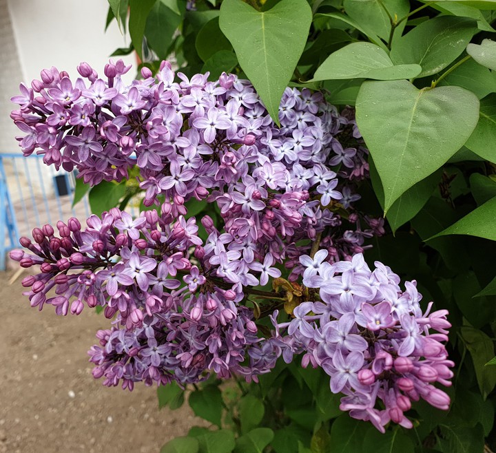 #Lilac