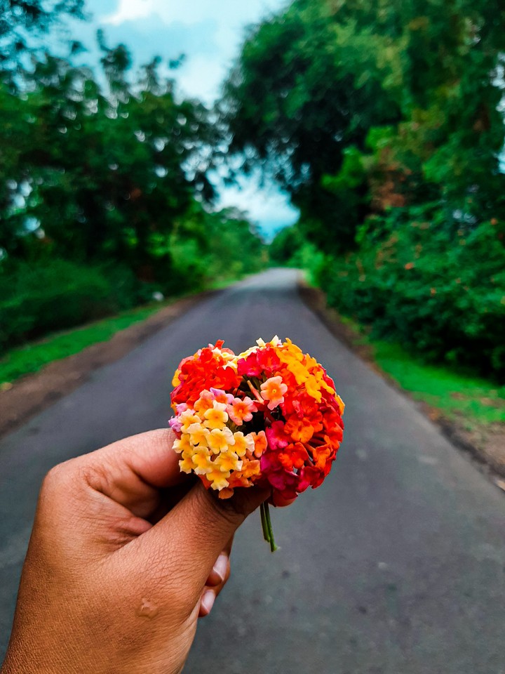 blooms