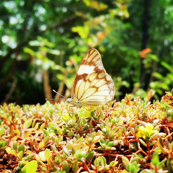 garden angel
