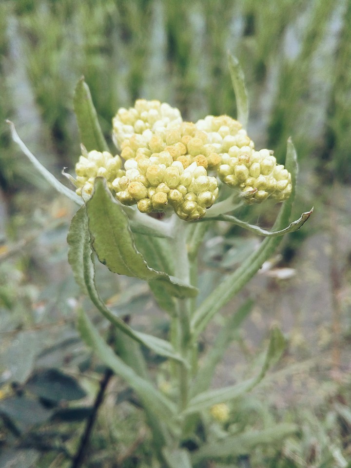 flower...
