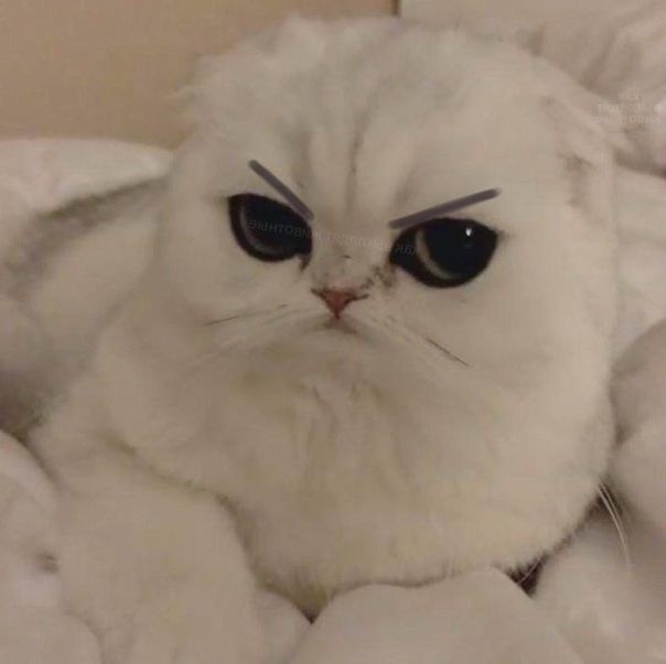 Злой котэ