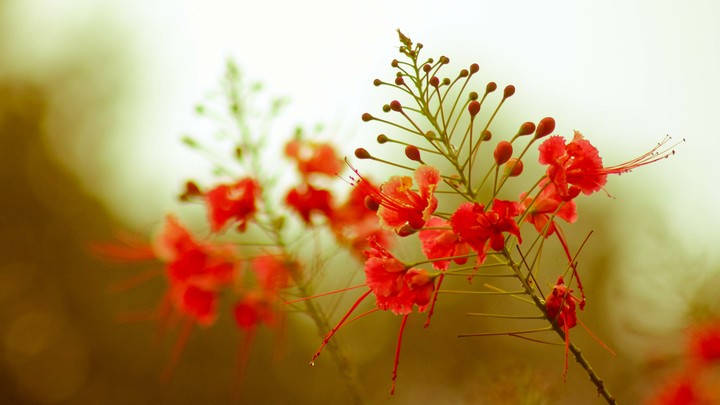 red flower