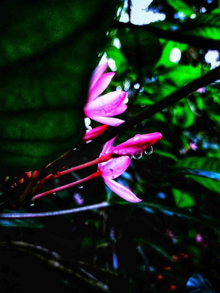gardenflower