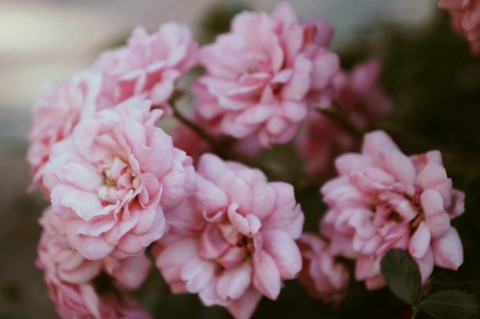 pink roses