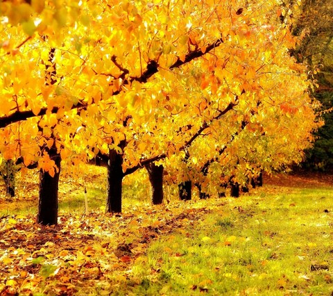 deciduous, BD háttérképek